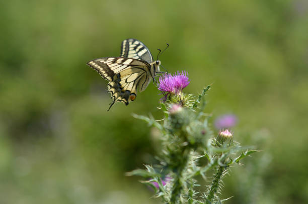 istock Old World swallowtail butterfly on a Spear Thistle flower 1327399697