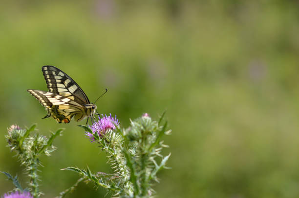 istock Old World swallowtail butterfly on a Spear Thistle flower 1327399698