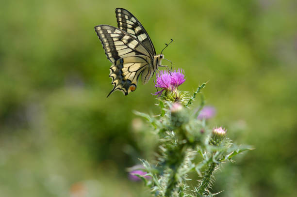 istock Old World swallowtail butterfly on a Spear Thistle flower 1327399704