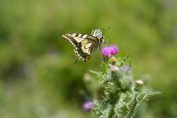 istock Old World swallowtail butterfly on a Spear Thistle flower 1327399705