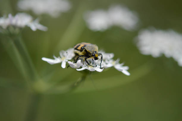 Bee beetle, scarab beetle (Trichius fasciatus), black and yellow hairy bug, big insect, macro close up side view on a white flower.