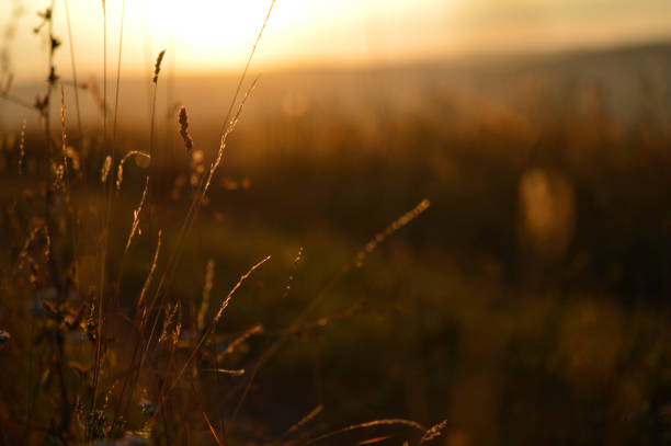 istock Orange light, sunset light field in the sunset. Golden hour. 1327399896