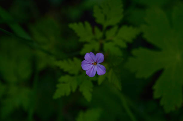 istock Geranium robertianum, small purple flower, 1327400677