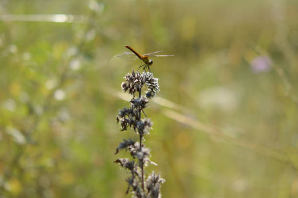 Dragonfly on a plant in nature close up, macro