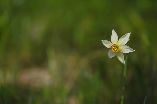 istock Poet's narcissus, daffodil in the wild 1327403046