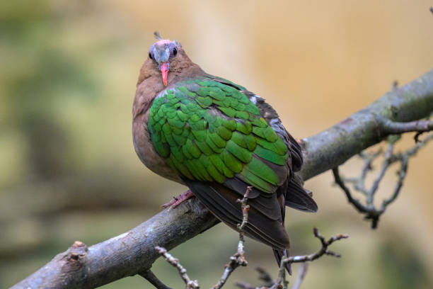 istock Tropical Bird at London Zoo 1327403110