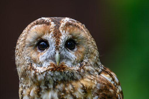 portrait of an Owl