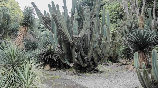 istock Katus garden 1327403744