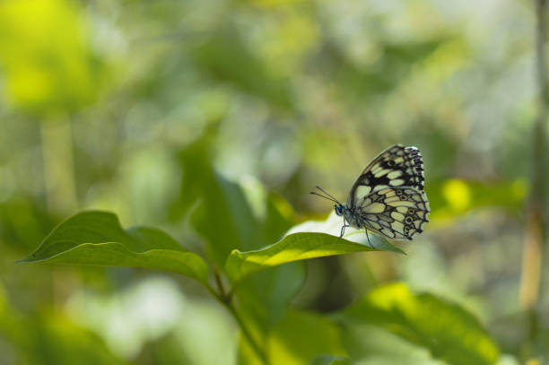 Tropical Checkered-Skipper (pyrgus oileus) on a purple flower