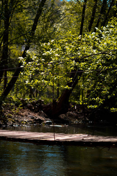 istock Wood bridge over small stream, peaceful scene 1327404089