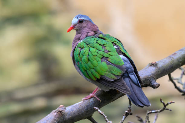 istock Tropical Bird at London Zoo 1327404194