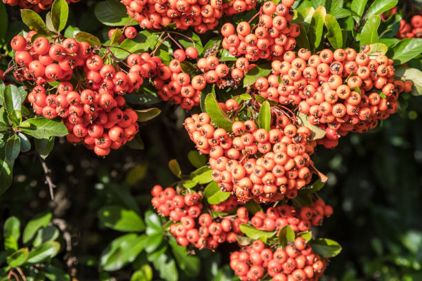 istock rowanberry fruits in november 1327404245