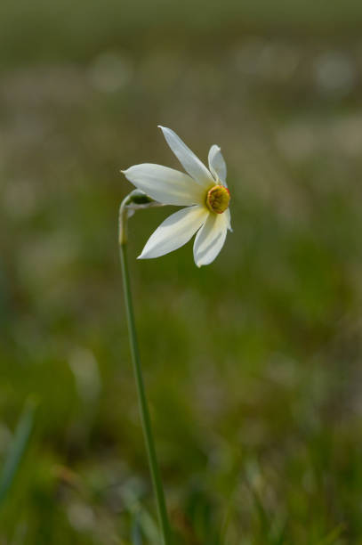 istock Wild daffodil flower in the wild 1327404265