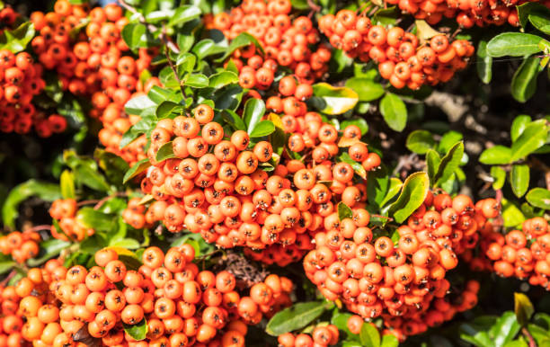 istock rowanberry fruits in november 1327404325