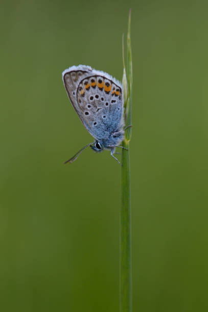 istock Common Blue small butterfly close up in nature 1327405550
