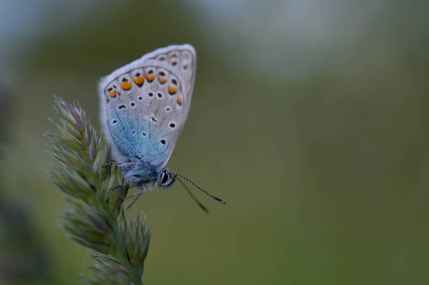 istock Common Blue small butterfly close up in nature 1327405856