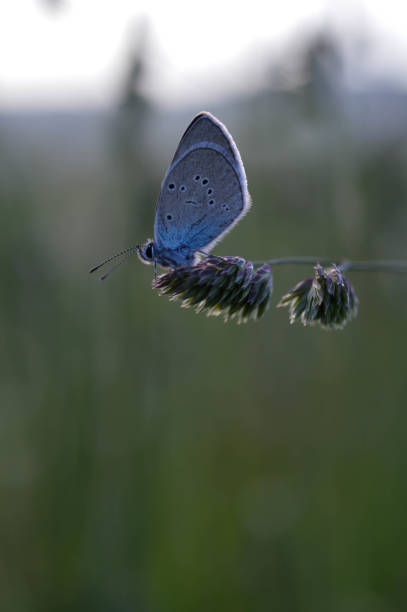 istock Common Blue small butterfly close up in nature 1327405996