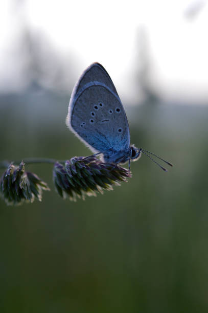 istock Common Blue small butterfly close up in nature 1327406002