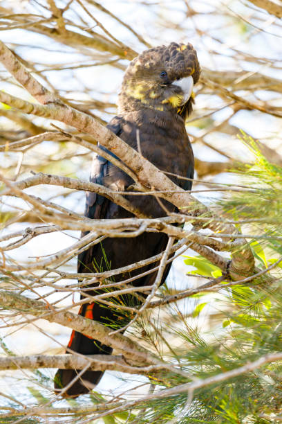 istock Glossy Black-Cockatoo, Calyptorhynchus lathami 1327406359