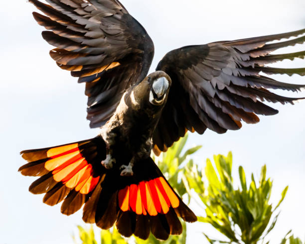 istock Glossy Black-Cockatoo, Calyptorhynchus lathami 1327406523
