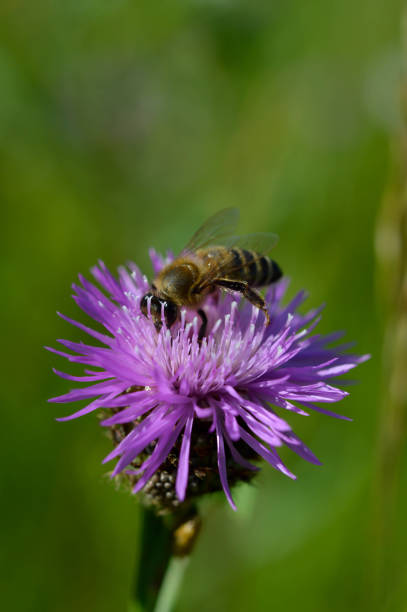 istock Bee on a purple prickly plan close up, macro 1327406584