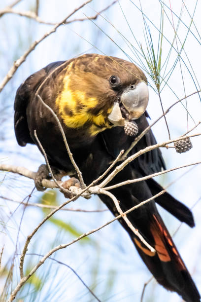 istock Glossy Black-Cockatoo, Calyptorhynchus lathami 1327406664