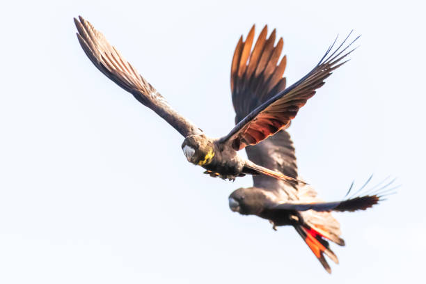 istock Glossy Black-Cockatoo, Calyptorhynchus lathami 1327407271