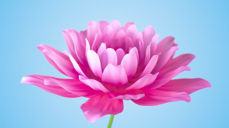 Timelapse of Blooming pink Lotus flower with sky background