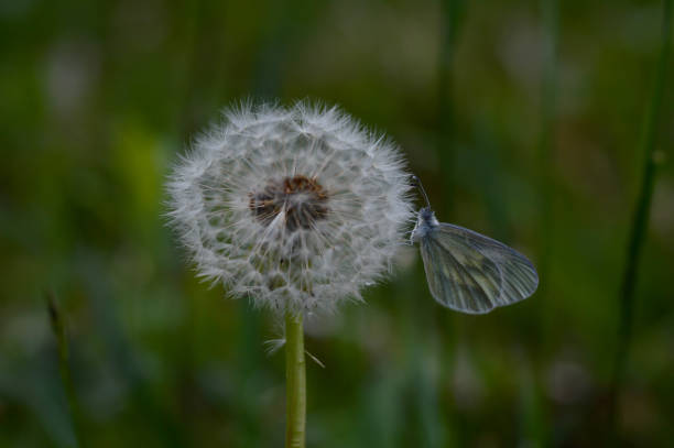 A wood white butterfly (Leptidea sinapis) resting on a dandelion's seedhead (Taraxacum officinale)