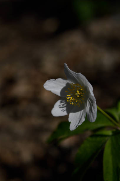 Wood Anemone white wildflower in nature. Wood Anemone white wildflower in nature, small flower in the woods. wildwood windflower stock pictures, royalty-free photos & images