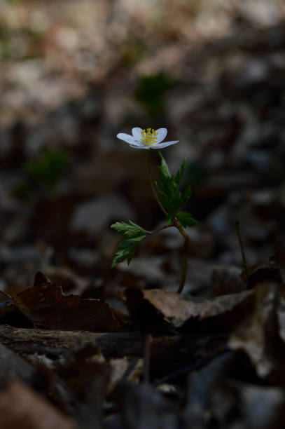 Wood Anemone white wildflower in nature. Wood Anemone white wildflower in nature, small flower in the woods. wildwood windflower stock pictures, royalty-free photos & images