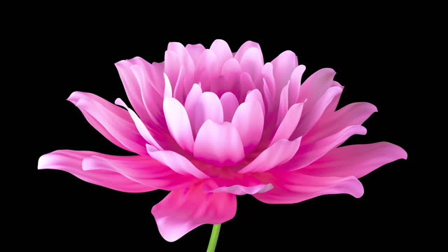 Timelapse of Blooming pink Lotus flower on black background with alpha map