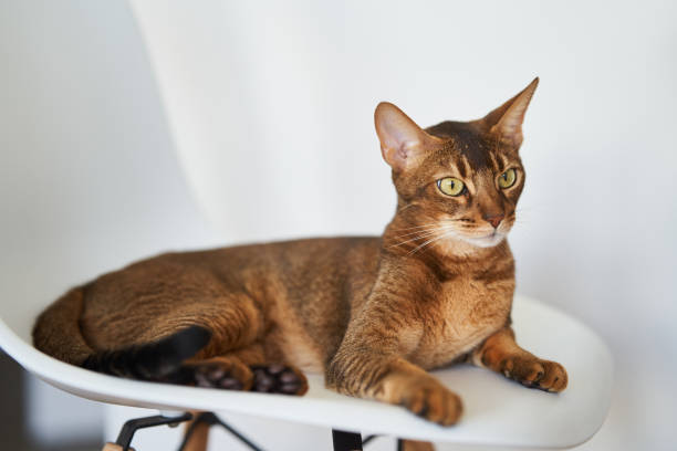 istock Beautiful Bengal cat sitting on a chair 1327410196