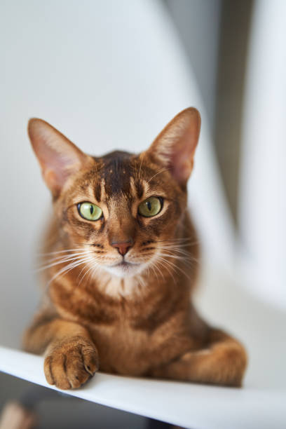 istock Beautiful Bengal cat sitting on a chair 1327410229