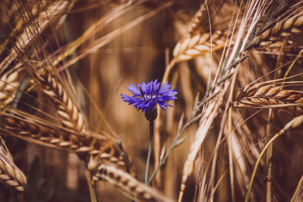 Flowering in the cornfield