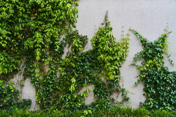 istock The Green Creeper Plant on a wall. Background 1327412084