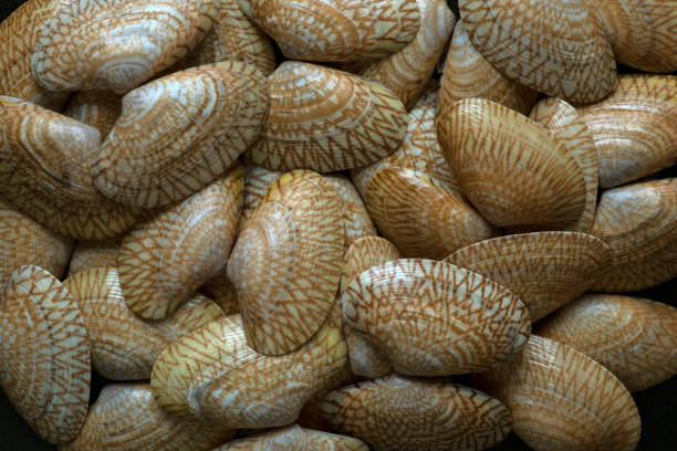 conchiglie di pesce commestibili su sfondo nero che mostrano variazioni di colore e disegni nella stessa specie asia acque tropicali - mollusco foto e immagini stock