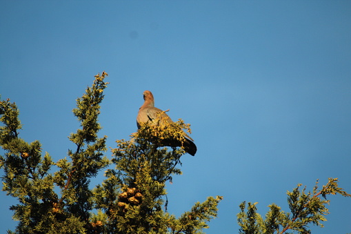 Big dove standing in the top of a tree