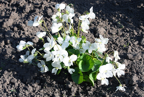 White violet (viola alba) against the background of black soil.