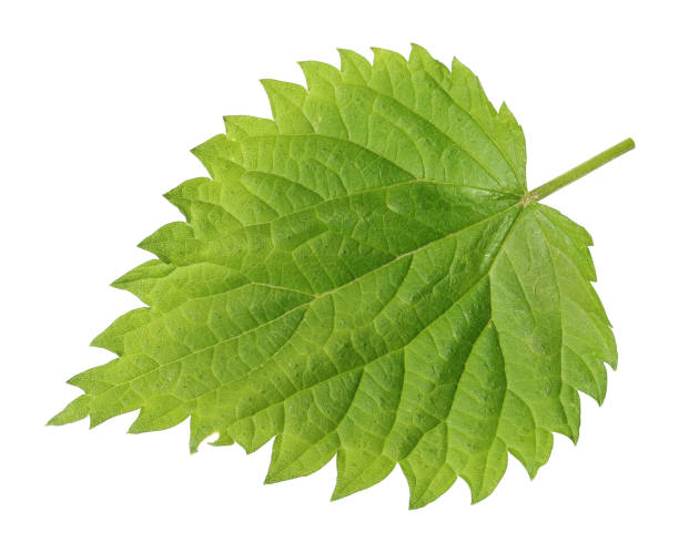 istock Green spring leaf is a nettle plant. Isolated 1327415090