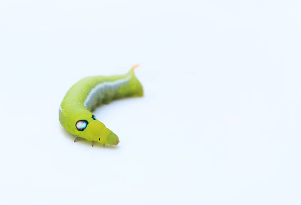 istock Green caterpillar isolated on white background. Butterfly worm close-up 1327415186