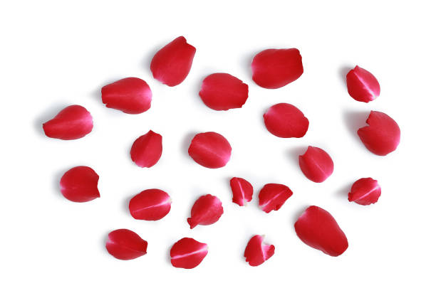 istock Red Rose petals isolated on white background - Clipping path 1327415236