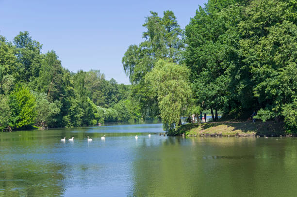 istock A flock of white swans on the pond. 1327415243