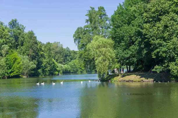 A flock of white swans on the surface of the pond. Tsaritsynsky park, Moscow, Russia, sunny day in June.
