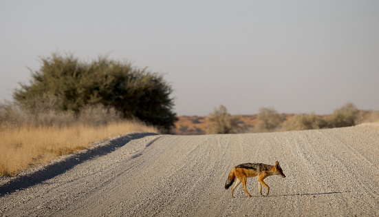 A lone jackal cross a dirt road in the Kalahari.