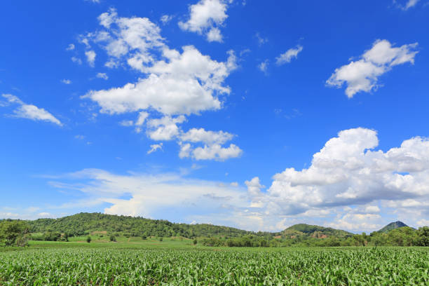 istock A young green corn field against blue sky with clouds on summer day 1327416118