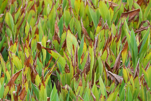 Wild grass in a field. The image is tightly cropped on the grass.
