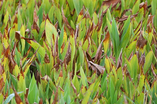 Wild grass in a field. The image is tightly cropped on the grass.