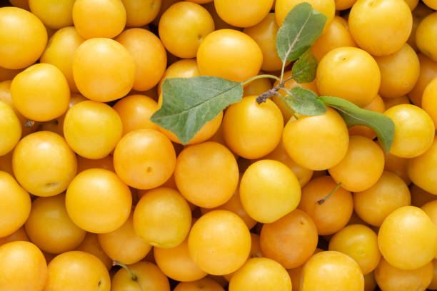 istock Fruit background. Yellow plum close-up. 1327416477