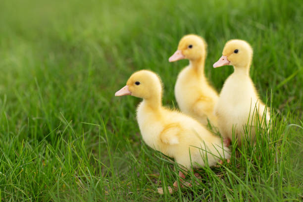 istock ducklings in the grass 1327417589